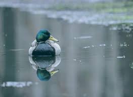 duck in water